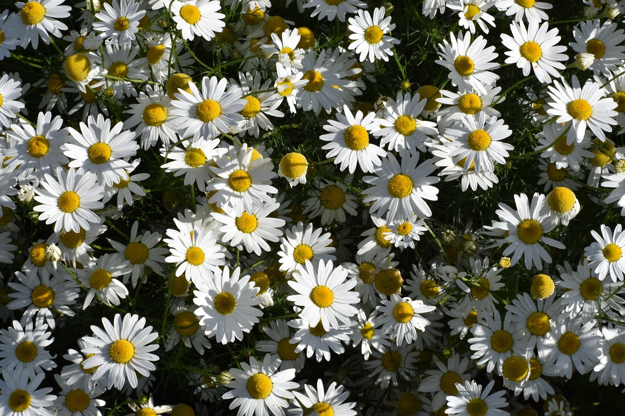 자궁근종 한약